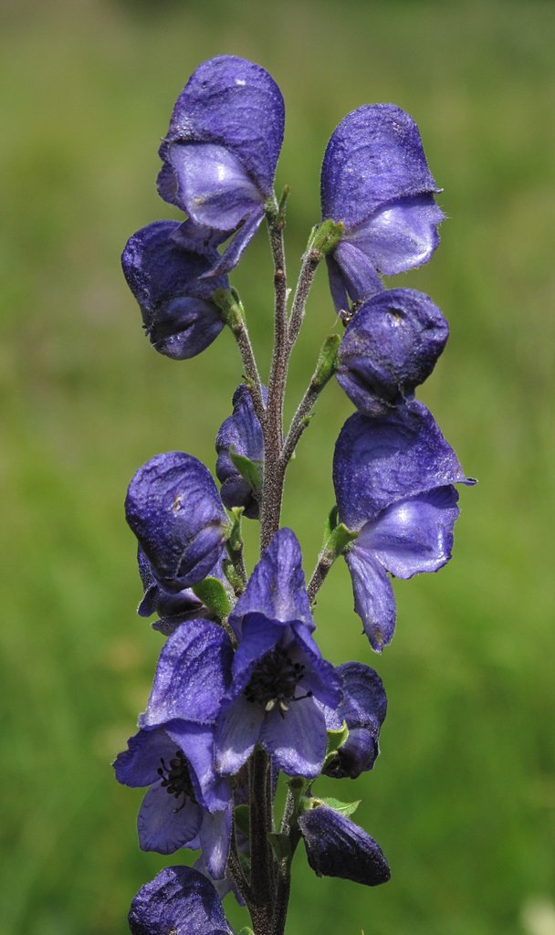 Aconitum napellus